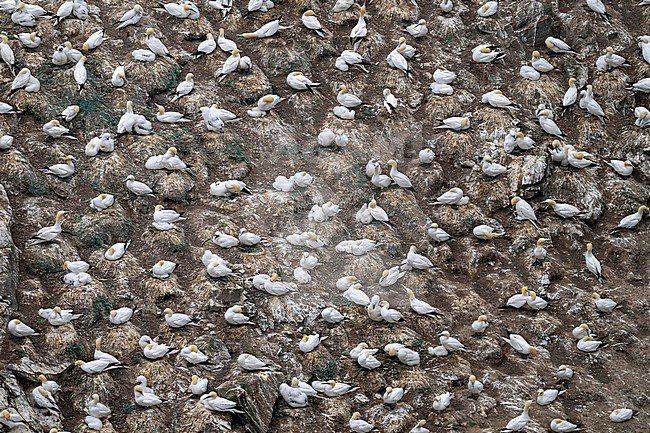 Northern Gannet (Morus bassanus) breeding colonie. stock-image by Agami/Marcel Burkhardt,