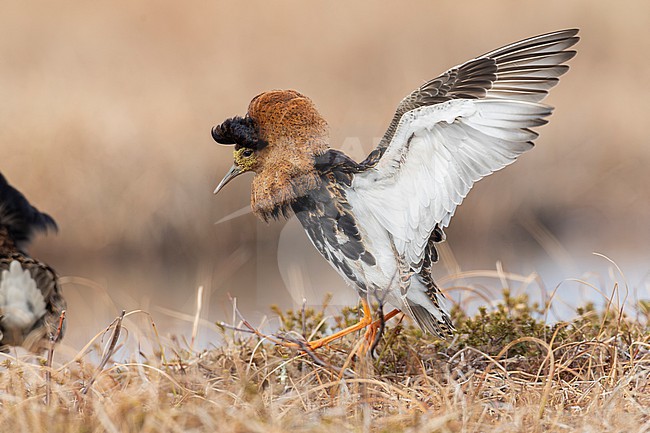 Ruff (Calidris pugnax), side view of an adult male in breeding plumage standing on the ground with its wings opened, Finnmark, Norway stock-image by Agami/Saverio Gatto,