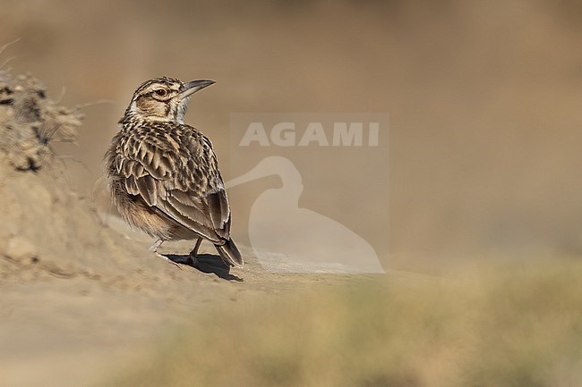 Short-tailed Lark (Spizocorys fremantlii) perched on the ground in Tanzania. stock-image by Agami/Dubi Shapiro,