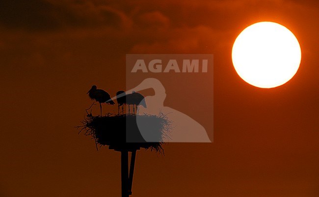 White Stork (Ciconia ciconia). Nest with 1 adult and 3 juveniles during sunset stock-image by Agami/Edwin Winkel,