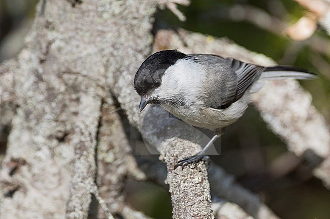 Willow Tit - Weidenmeise - Poecile montanus ssp. uralensis, Russia (Ural) stock-image by Agami/Ralph Martin,