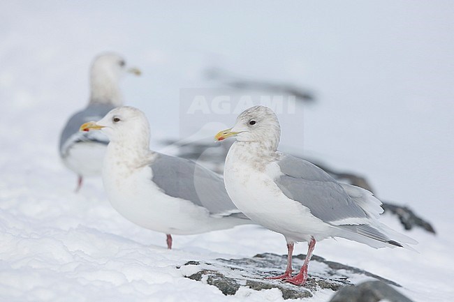 Kumliens Meeuw, Kumlien's Gull, Larus glaucoides kumlieni stock-image by Agami/Chris van Rijswijk,