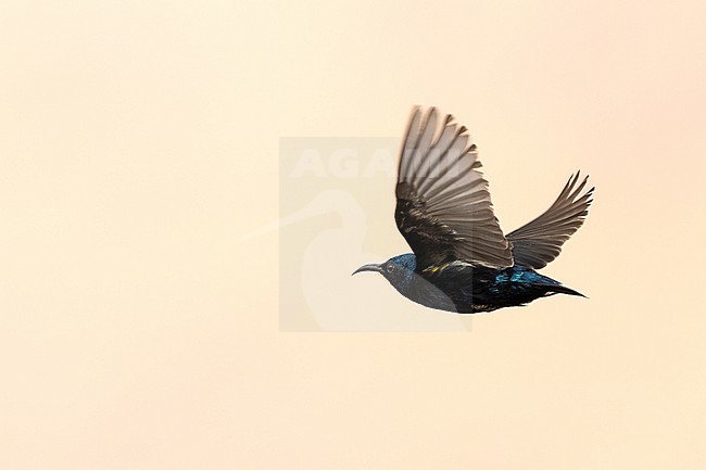 Male Purple Sunbird (Cinnyris asiaticus) wintering in Oman. stock-image by Agami/Sylvain Reyt,