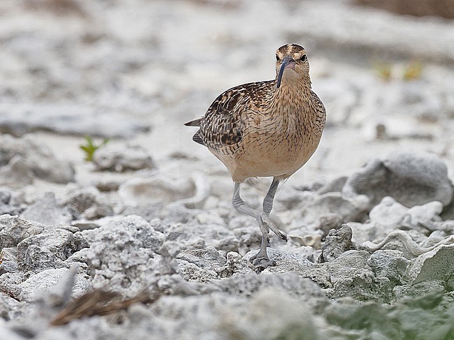 Wintering Bristle-thighed Curlew (Numenius tahitiensis) in French Polynesia. stock-image by Agami/James Eaton,