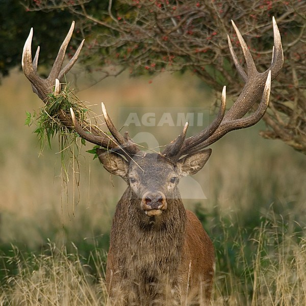 Red Deer male; Edelhert man stock-image by Agami/Han Bouwmeester,