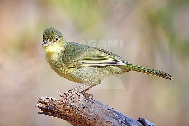 Long-billed Bernieria (Bernieria madagascariensis) in Kirindy Forest Reserve, Madagascar stock-image by Agami/Tomas Grim,