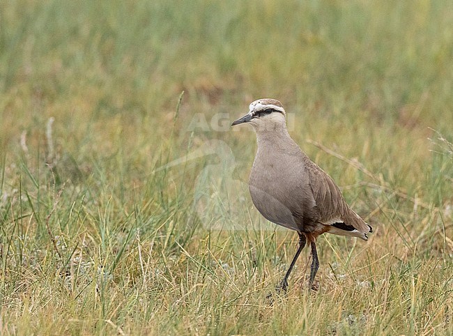 Critically endangered (possible) second calendar year Sociable Lapwing (Vanellus gregarius) standing on the steppes of Kazakhstan. stock-image by Agami/Yoav Perlman,