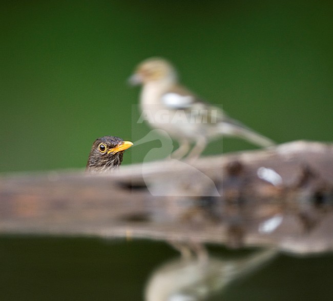 Merel vrouwtje; Blackbird female looking curoius stock-image by Agami/Marc Guyt,