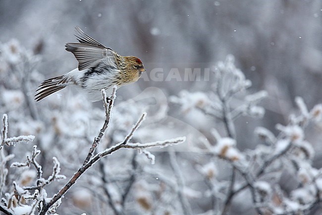 Arctic Redpoll (Carduelis hornemanni) with wings up on a tree during snowfall stock-image by Agami/Chris van Rijswijk,