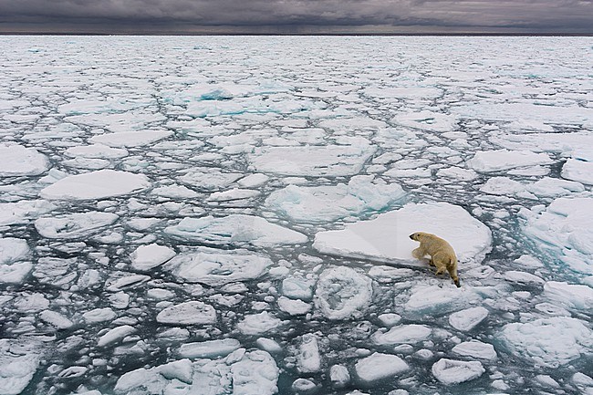 A polar bear, Ursus maritimus, walking the melting sea ice. North polar ice cap, Arctic ocean stock-image by Agami/Sergio Pitamitz,