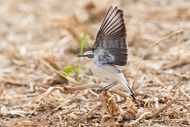 Male Northern Wheatear (Oenanthe oenanthe) showing underwing. stock-image by Agami/Marc Guyt,