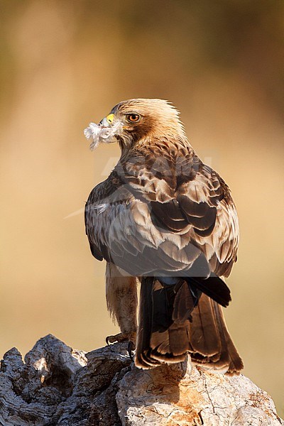 Booted Eagle (Hieraaetus pennatus) in Ávila (Spain) stock-image by Agami/Oscar Díez,