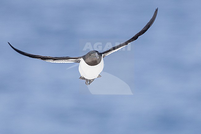  stock-image by Agami/Menno van Duijn,