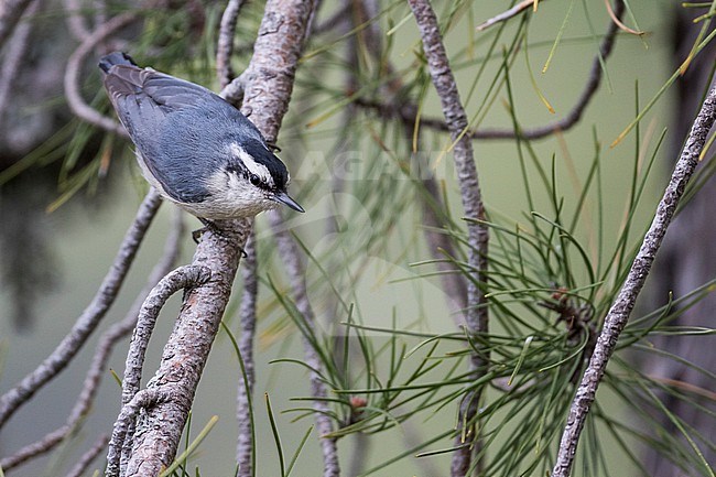 Corsican Nuthatch - Korsenkleiber - Sitta whiteheadi, France (Corsica), adult, male stock-image by Agami/Ralph Martin,