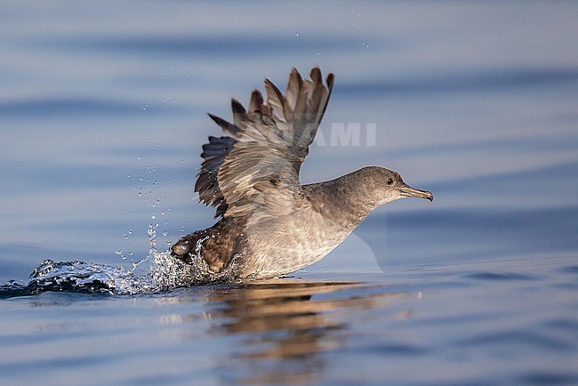 Balearic shearwater (Puffinus mauretanicus), about to take off, with the sea as background stock-image by Agami/Sylvain Reyt,