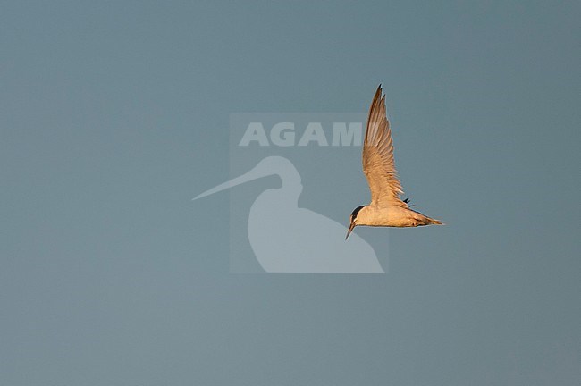 Adult Little Tern (Sternula albifrons) in flight in evening light in southern Spain during against a beautiful autumn blue sky. stock-image by Agami/Marc Guyt,