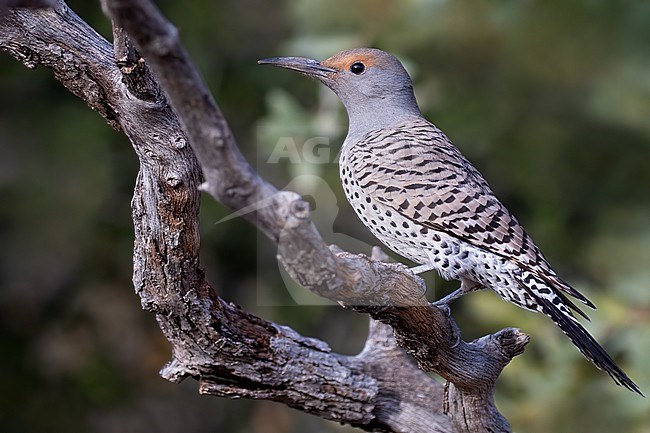 Northern or red-shafted Flicker (Colaptes auratus) perched on a branch stock-image by Agami/Dubi Shapiro,