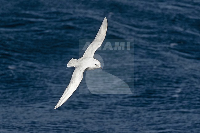 Snow Petrel (Pagodroma nivea) in flight at the southern Atlantic ocean near Antarctica. stock-image by Agami/Pete Morris,