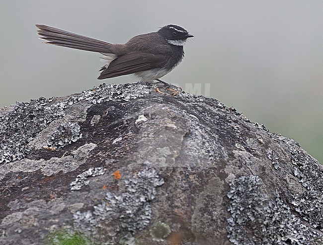 White-spotted Fantail (Rhipidura albogularis) in India. stock-image by Agami/James Eaton,