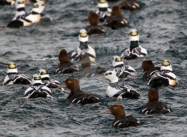 Stellers Eider; Steller's Eider; Polysticta stelleri stock-image by Agami/Hugh Harrop,