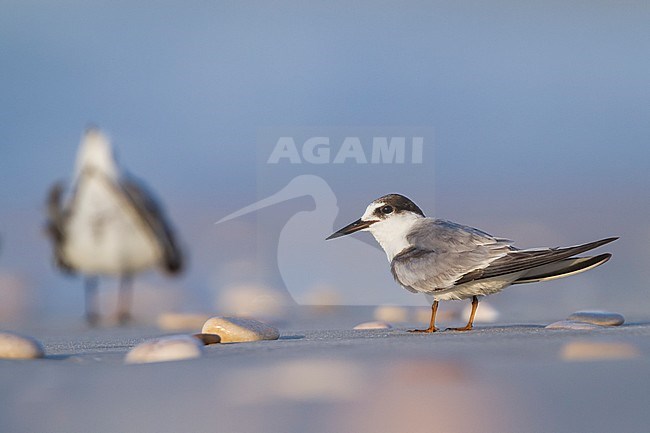 Presumed Saunder's Tern - Orientseeschwalbe - Sternula saundersi, Oman stock-image by Agami/Ralph Martin,