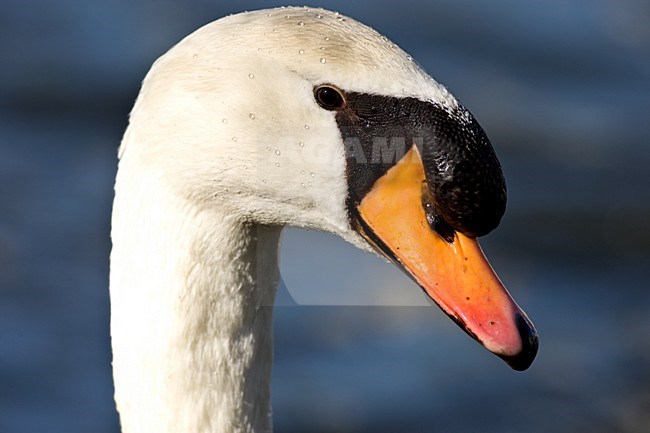 Knobbelzwaan kop beeldvullend; Mute Swan head close-up stock-image by Agami/Roy de Haas,