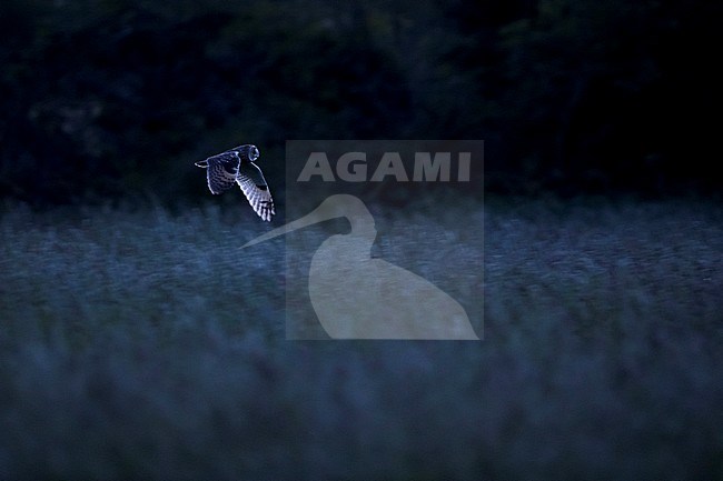 Hunting adult Long-eared Owl (Asio otus otus) in Germany (Baden-Württemberg). Flying bird during dusk over a rural field. stock-image by Agami/Ralph Martin,