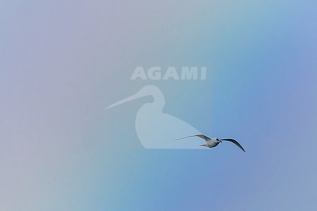 Mediterranean Gull (Ichthyaetus melanocephalus) in winter plumage, flying, with a lovely rainbow as background. stock-image by Agami/Alejandra Rendón Calle,