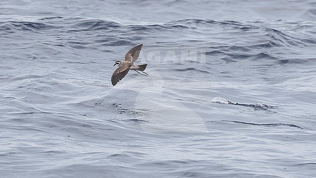 White-faced Storm-Petrel (Pelagodroma marina) flying over Bank de la Conception, off Lanzarote, Canary Islands, Spain. stock-image by Agami/Vincent Legrand,