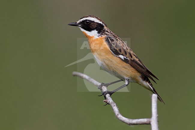 Volwassen man Paapje; Adult male Winchat stock-image by Agami/Daniele Occhiato,
