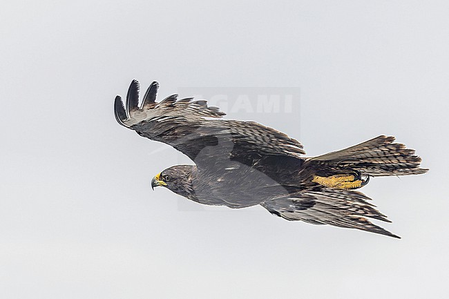 Galapagos hawk (Buteo galapagoensis) on the Galapagos Islands, part of the Republic of Ecuador. stock-image by Agami/Pete Morris,