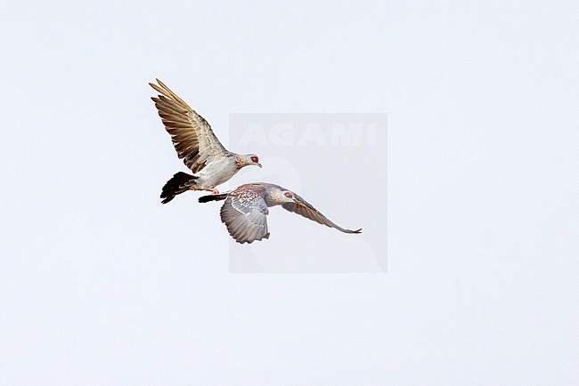 Speckled Pigeon (Columba guinea) in flight. stock-image by Agami/David Monticelli,