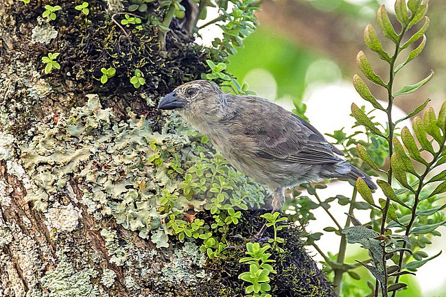 Woodpecker Finch (Camarhynchus pallidus striatipecta) on San Cristóbal island, Galapagos Islands, part of the Republic of Ecuador. stock-image by Agami/Pete Morris,
