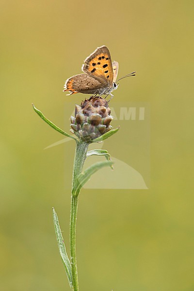 Kleine vuurvlinder, Small Copper stock-image by Agami/Walter Soestbergen,
