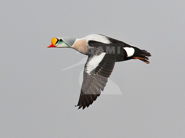 Koningseider; King Eider; Somateria spectabilis stock-image by Agami/Hugh Harrop,
