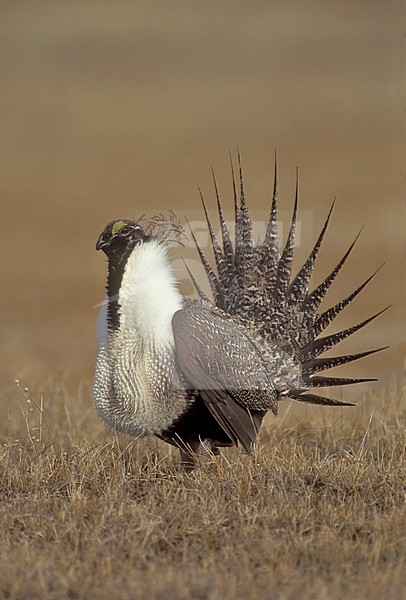 Adult male in display
Mono Co., CA
April 2003 stock-image by Agami/Brian E Small,