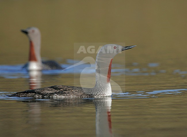 Zwemmende Roodkeelduikers ; Two swimming Red-throated Loon stock-image by Agami/Menno van Duijn,