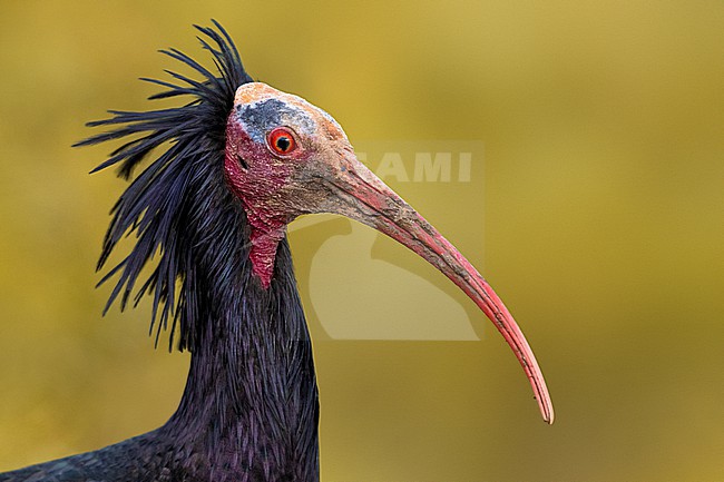 Adult Northern Bald Ibis (Geronticus eremita) in Italy. Also known as hermit ibis or waldrapp. stock-image by Agami/Daniele Occhiato,