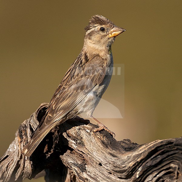 Adult Rock Sparrow (Petronia petronia petronia) in Spain. Perched on a old branch. stock-image by Agami/Marc Guyt,