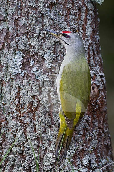 Grey-headed Woodpecker - Grauspecht - Picus canus ssp. canus, Poland, adult, male stock-image by Agami/Ralph Martin,