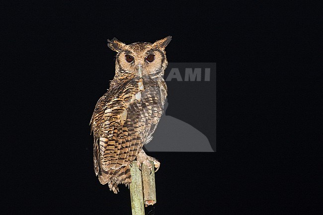 Fraser's Eagle Owl, Bubo poensis poensis, at night in rain forest in Gabon. stock-image by Agami/Pete Morris,