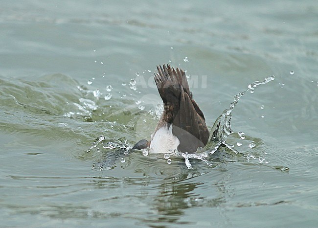 Diving subadult male Tufted Duck (Aythya fuligula) in the Netherlands. stock-image by Agami/Fred Visscher,