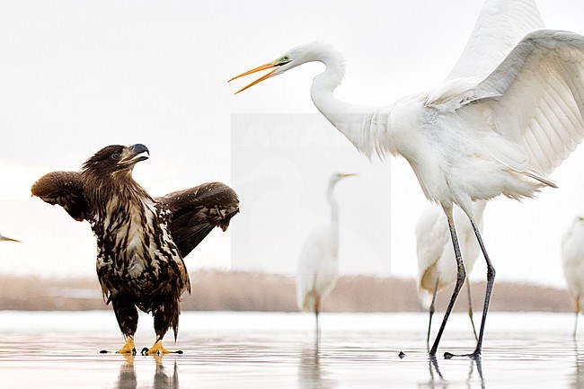 Zeearend en Grote Zilverreiger, White-tailed Eagle and Great Egret stock-image by Agami/Bence Mate,