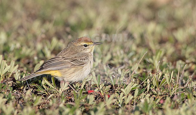 Palm Warbler, Setophaga palmarum, in North America. On the ground during spring migration. stock-image by Agami/Ian Davies,