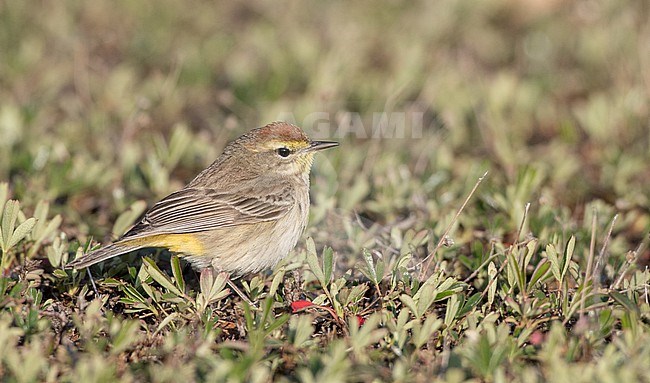 Palm Warbler, Setophaga palmarum, in North America. On the ground during spring migration. stock-image by Agami/Ian Davies,