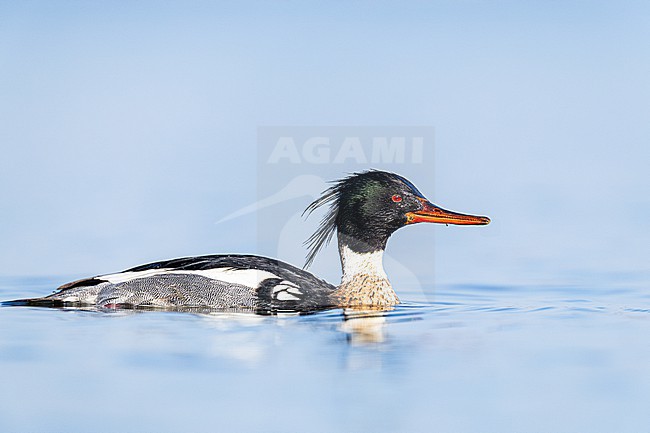  stock-image by Agami/Menno van Duijn,