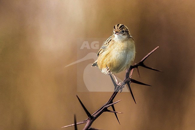 Zitting Cisticola (Cisticola juncidis) in winter and perched on a branch stock-image by Agami/Daniele Occhiato,