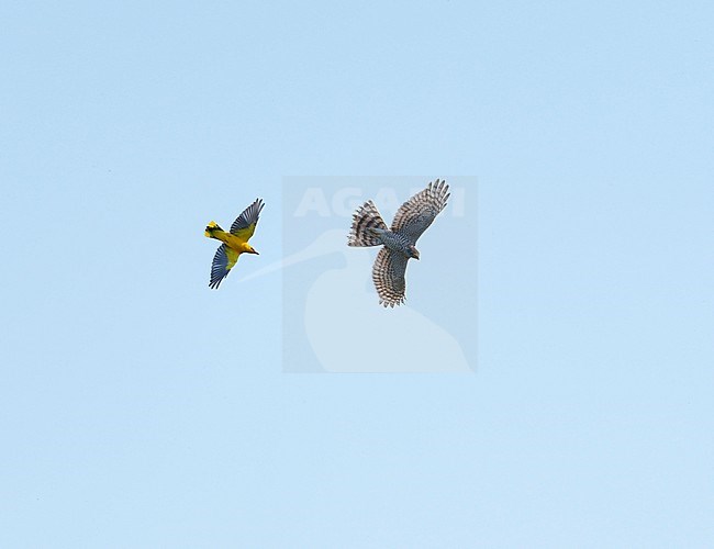Adult male Eurasian Golden Oriole (Oriolus oriolus) flying against blue sky and chasing away a Eurasian Sparrowhawk (Accipiter nisus) in mid-air. Birds showing underside and wings spread out stock-image by Agami/Ran Schols,