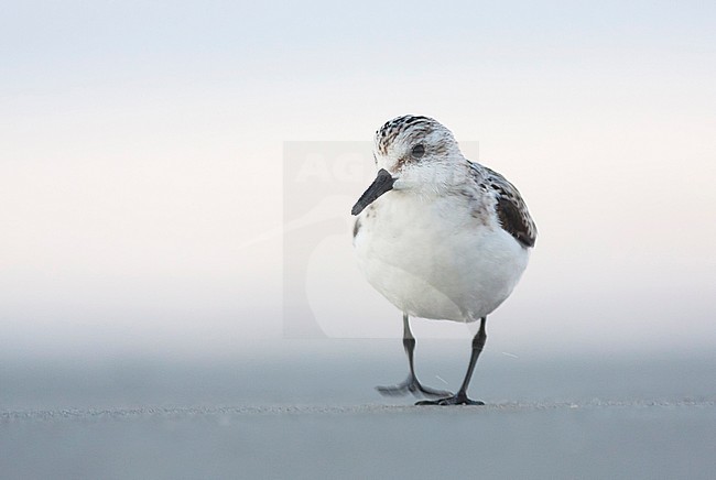 Sanderling - Sanderling - Calidris alba, Germany, 1st cy stock-image by Agami/Ralph Martin,