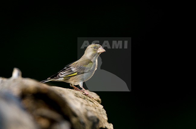 Groenling bij drinkplaats; European Greenfinch at drinking site stock-image by Agami/Marc Guyt,